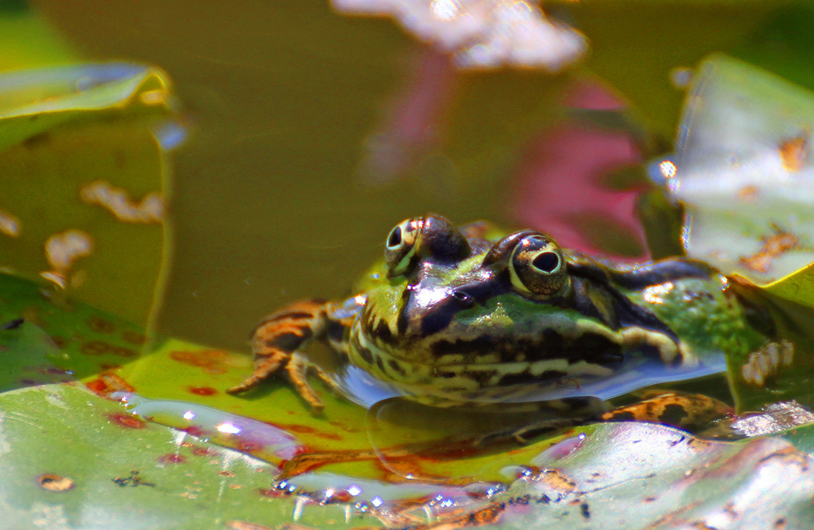 Froschkönig