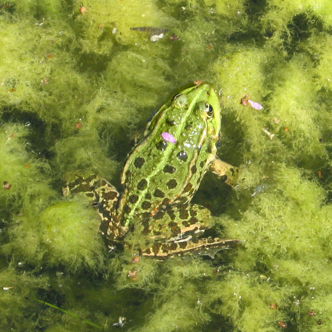 Froschkönig