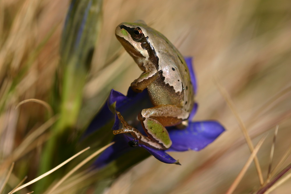 Froschkönig