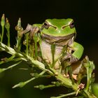 Froschkönig