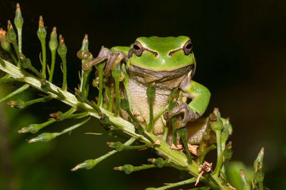 Froschkönig