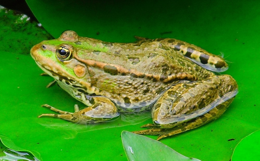 Froschkönig I