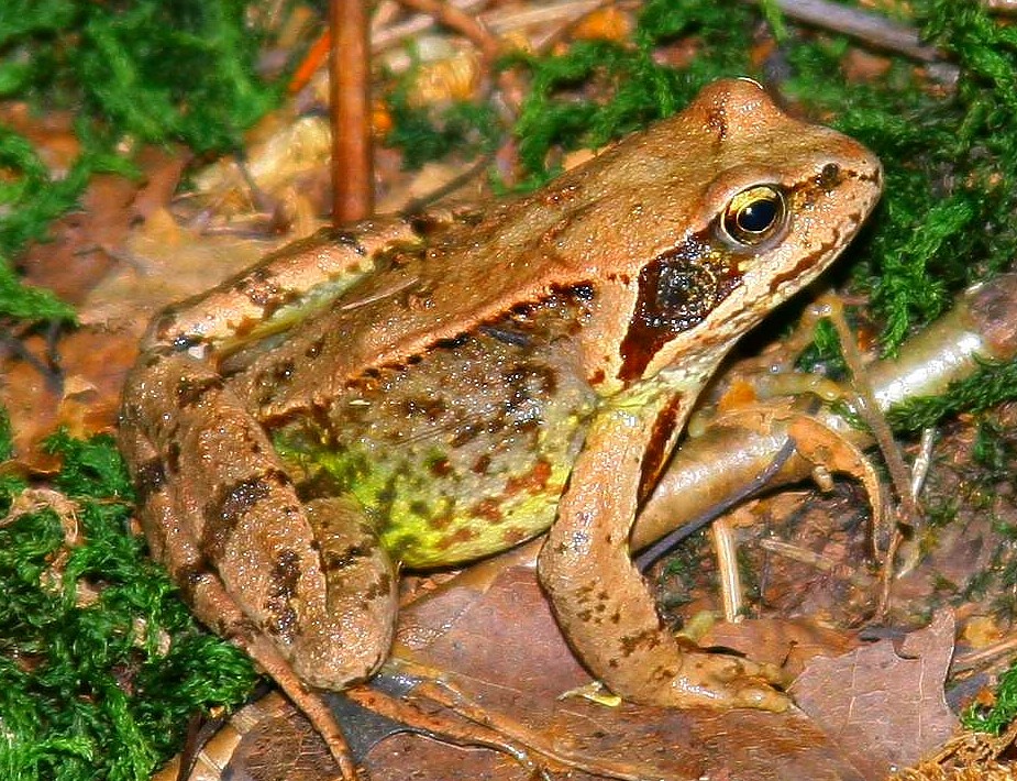 Froschkönig II