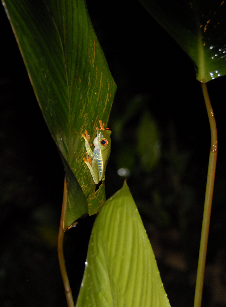 Froschkönig II