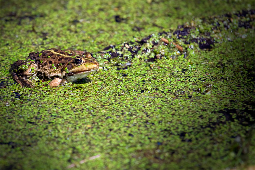 Froschkönig III