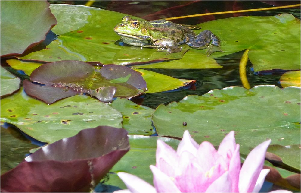 FROSCHKÖNIG IM LILIEN TEICH