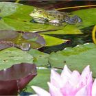 FROSCHKÖNIG IM LILIEN TEICH