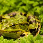 Froschkönig im Sonnenbad 2