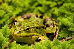 Froschkönig im Sonnenbad 2