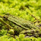 Froschkönig im Sonnenbad 3