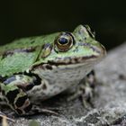 Froschkönig im Uni-Garten Düsseldorf