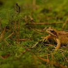 Froschkönig im Wald