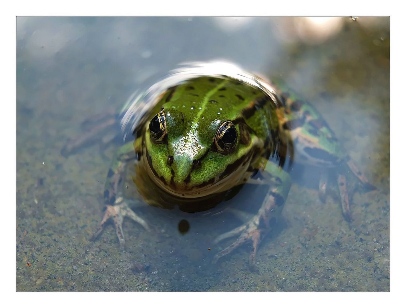 Froschkönig (in)