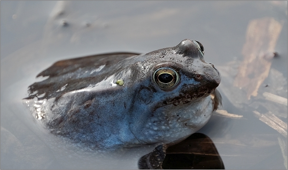 Froschkönig in Blau