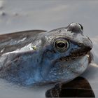 Froschkönig in Blau