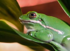 Froschkönig in Grün