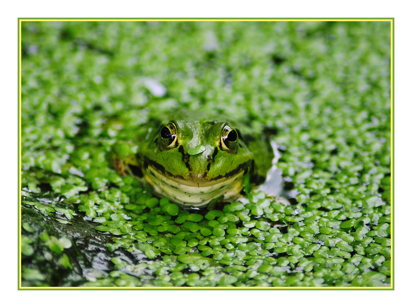 Froschkönig in Wasserlinsen