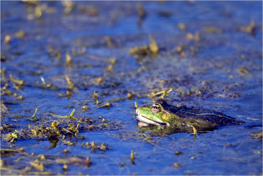 Froschkönig IV