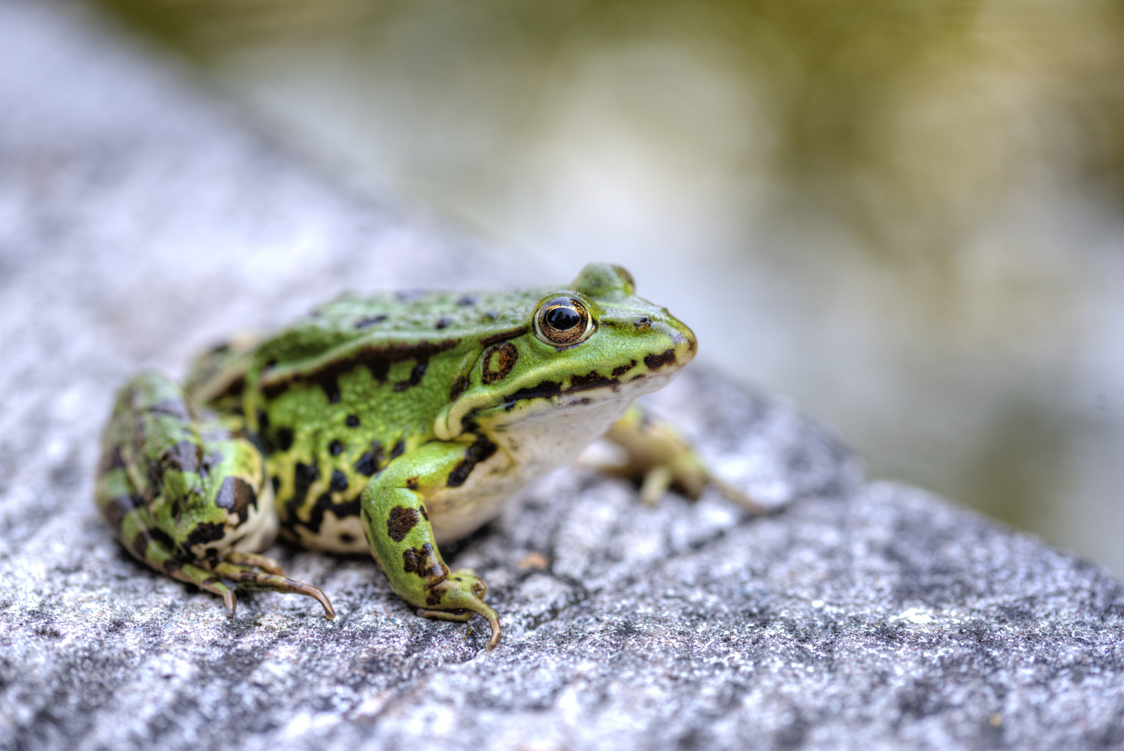 Froschkönig - Küss mich, ich bin ein Prinz... wirlich!