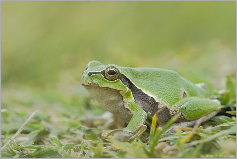 Froschkönig... Laubfrosch *Hyla arborea*