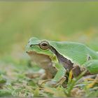 Froschkönig... Laubfrosch *Hyla arborea*