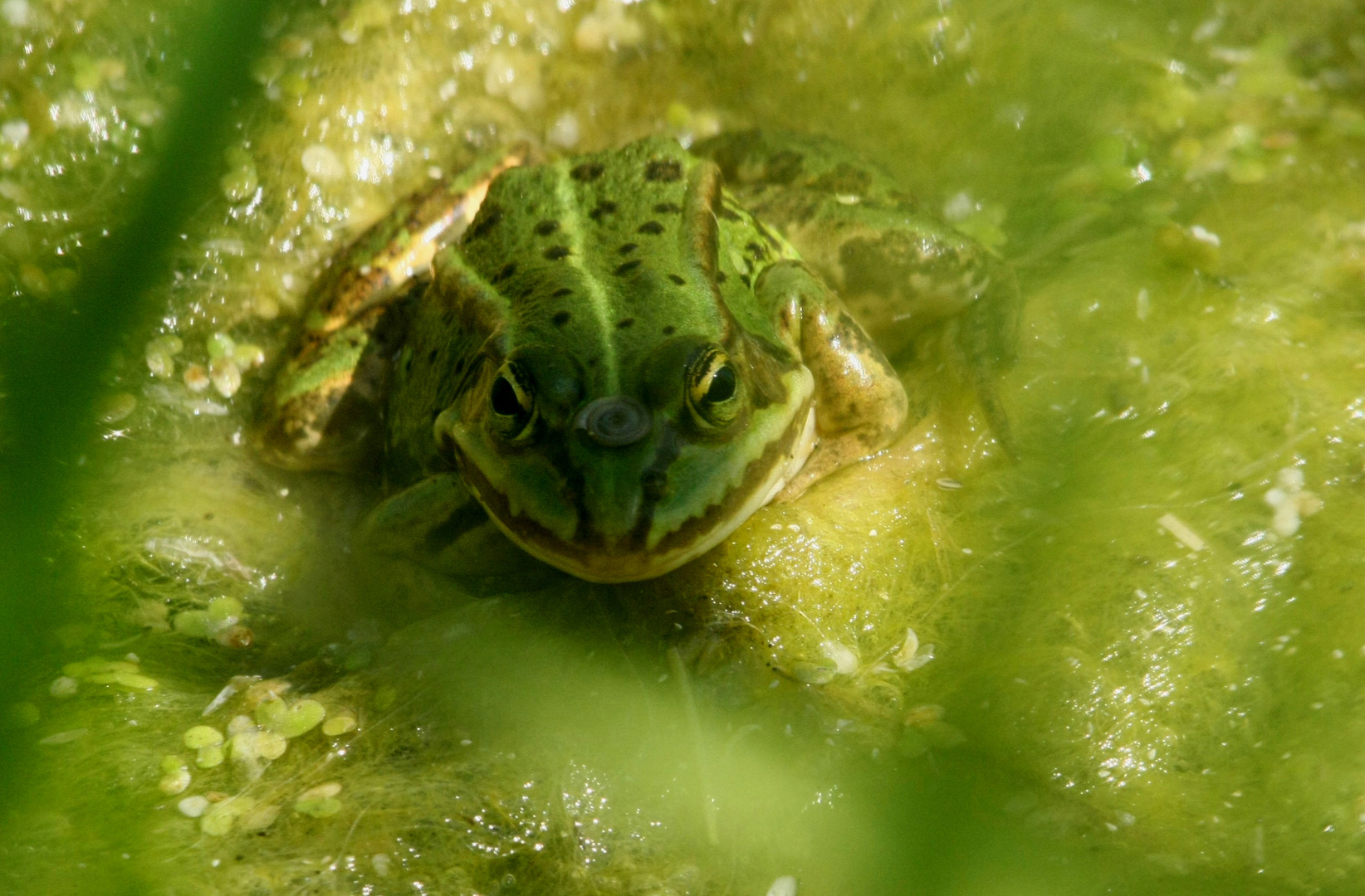 Froschkönig mit Krone