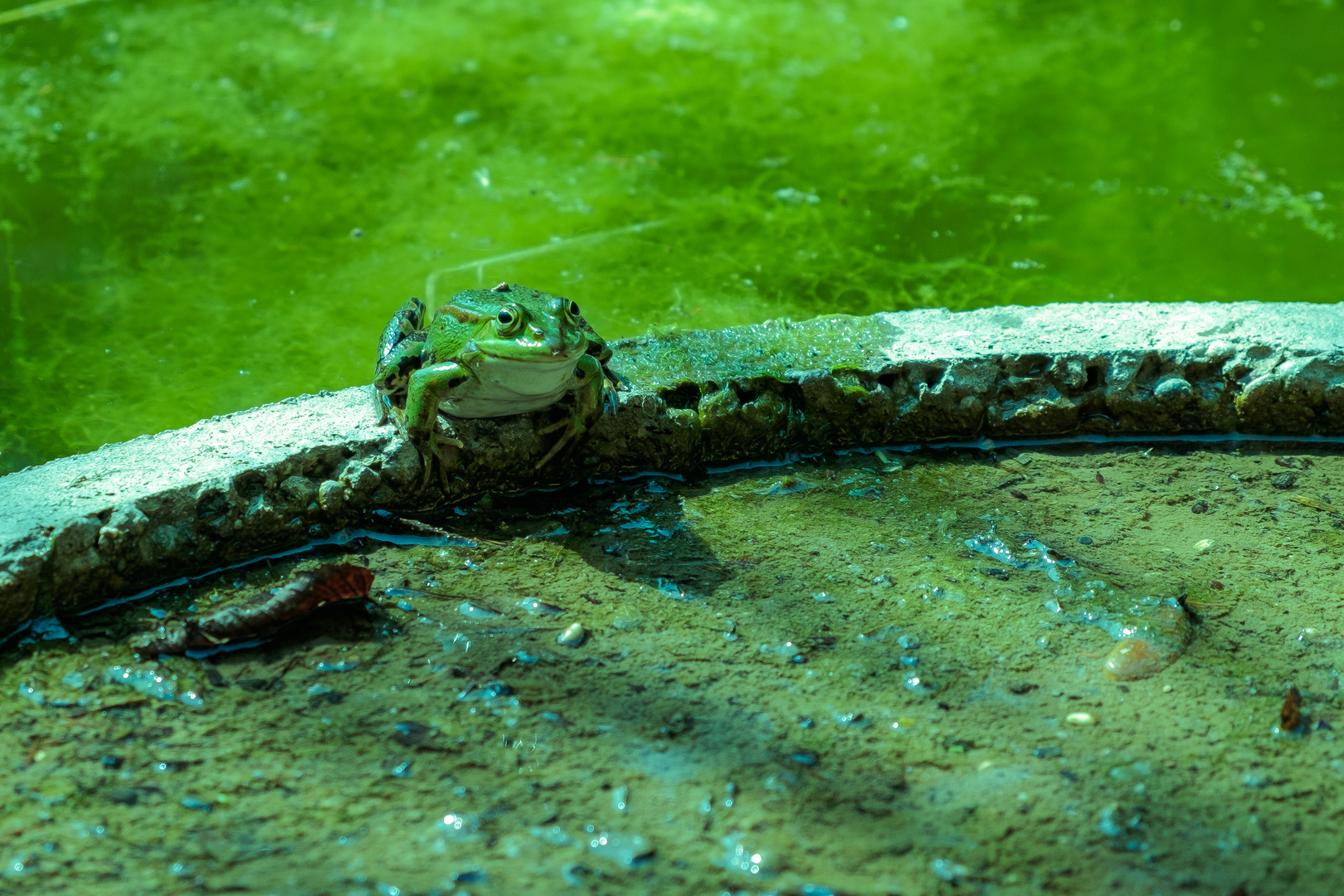 Froschkönig oder doch nur Kröte