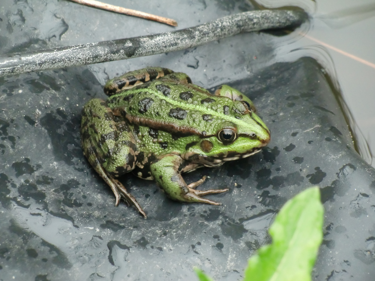 Froschkönig ohne Krone