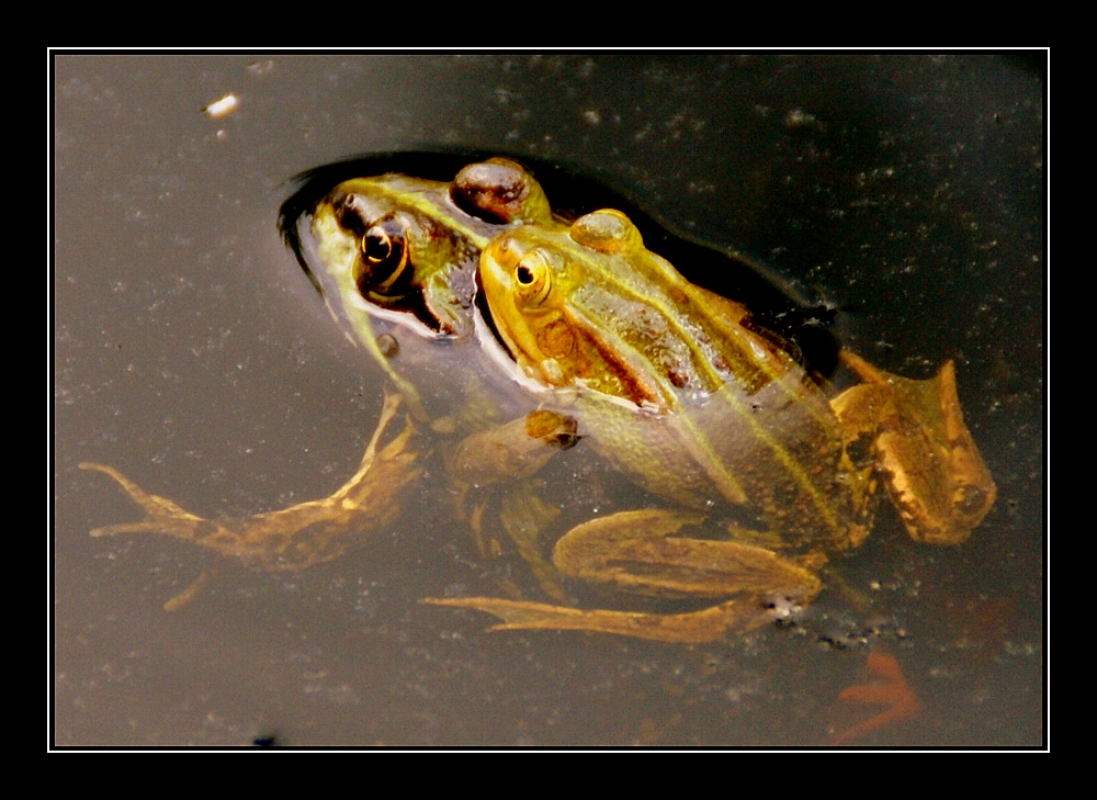 froschkönig und königin