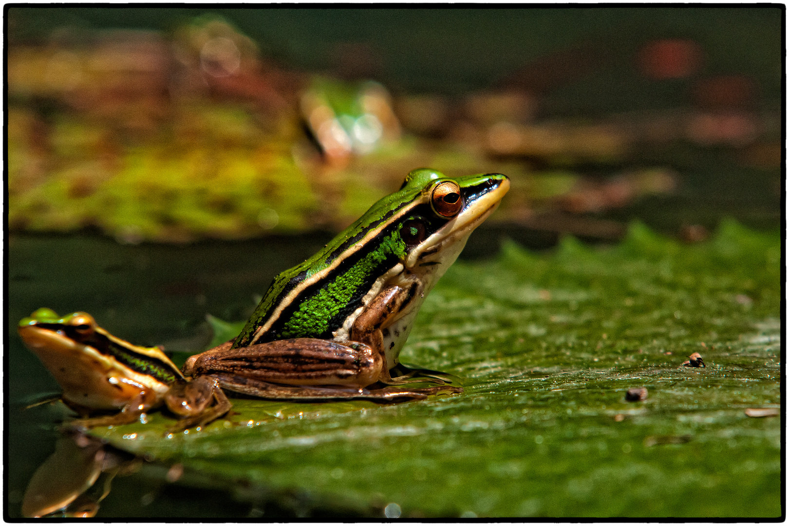 Froschkönig und sein Prinz