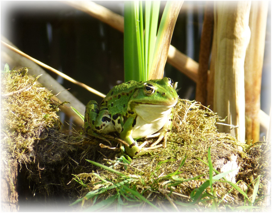 Froschkönig vom großen Teich