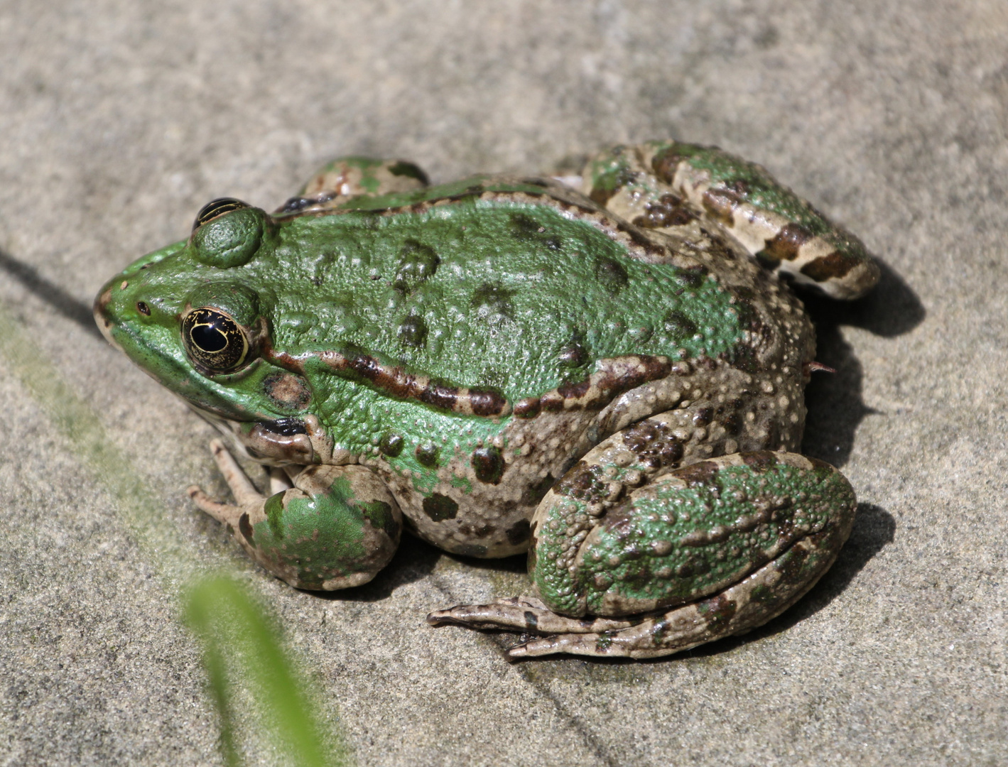 Froschkönig während der Verwandlung zum Prinzen