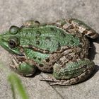 Froschkönig während der Verwandlung zum Prinzen