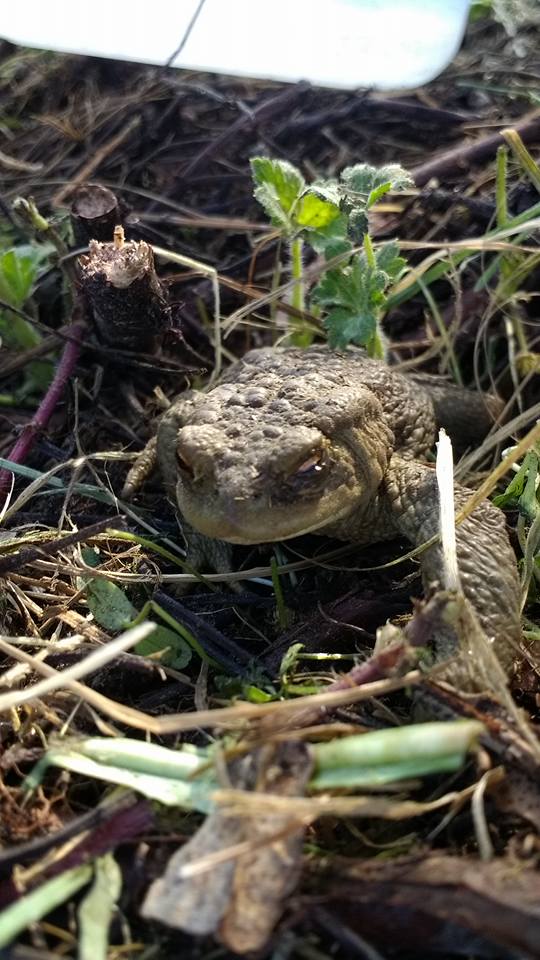 Froschkönig wartet noch auf seinen Kuss