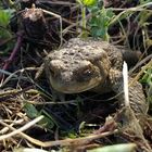 Froschkönig wartet noch auf seinen Kuss