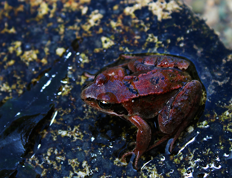 Froschkönig zu Besuch