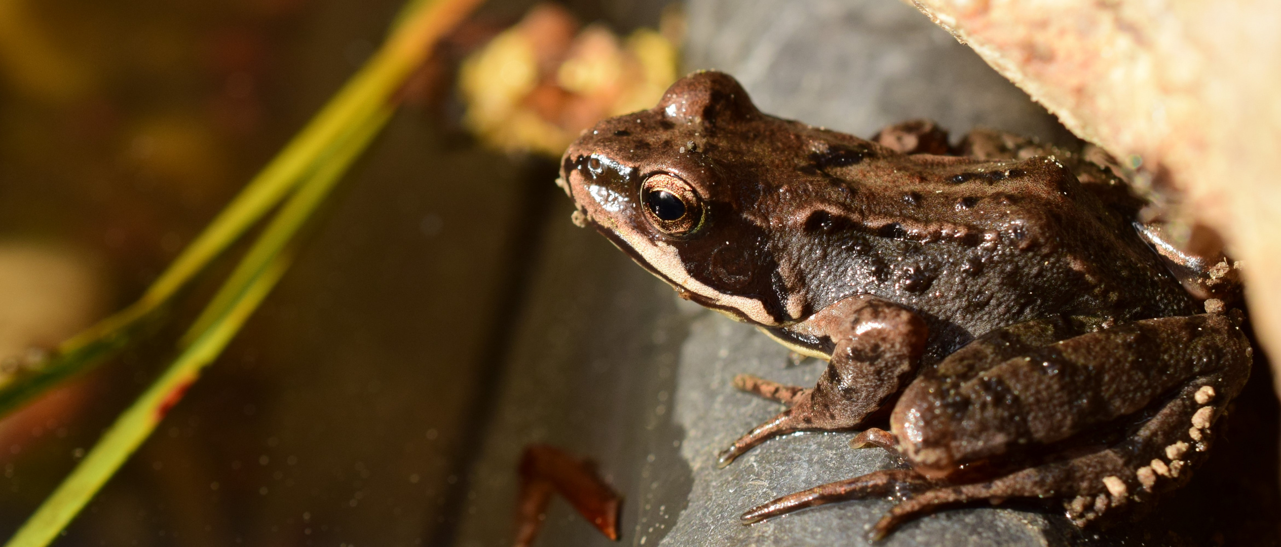 Froschkönigin