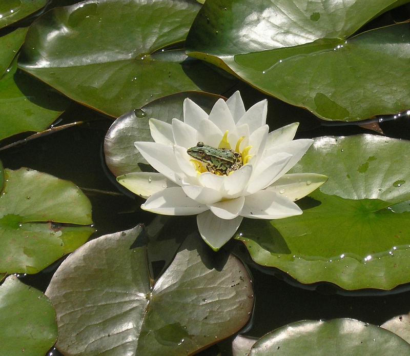 Froschkönigsbettchen