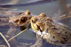 Froschkönigskuss