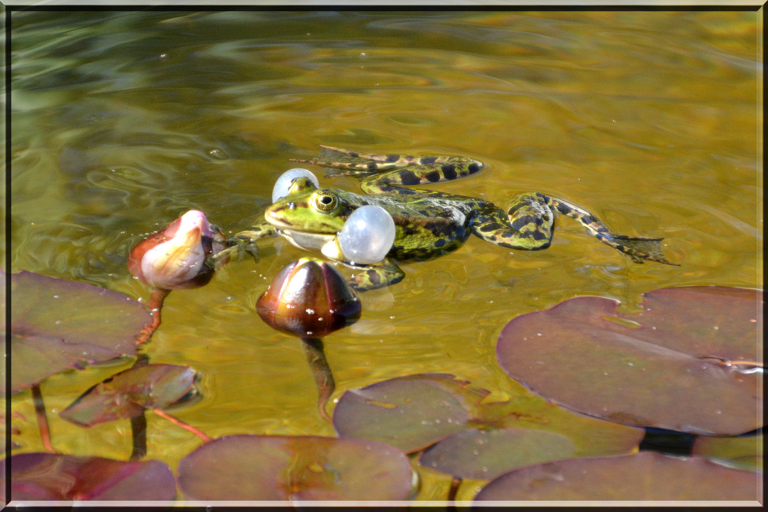 Froschkonzert