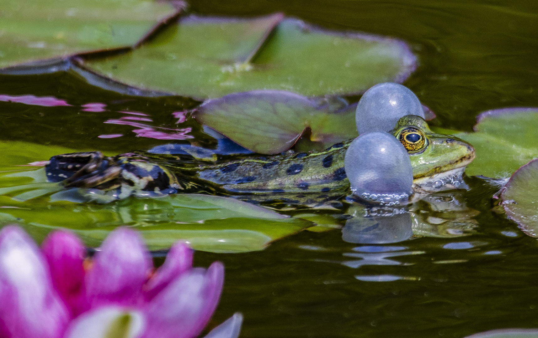 Froschkonzert