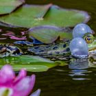 Froschkonzert