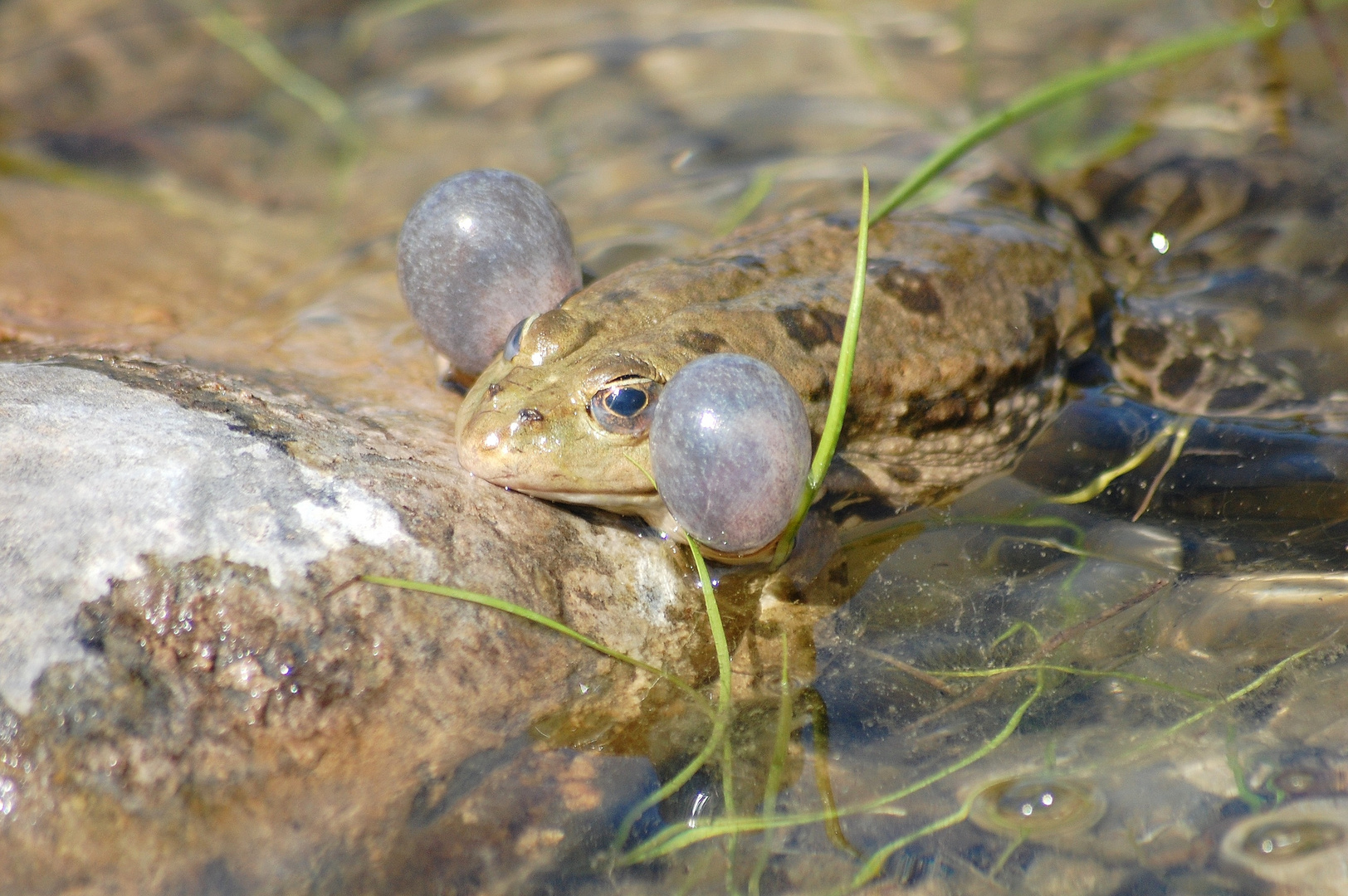 Froschkonzert