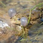 Froschkonzert