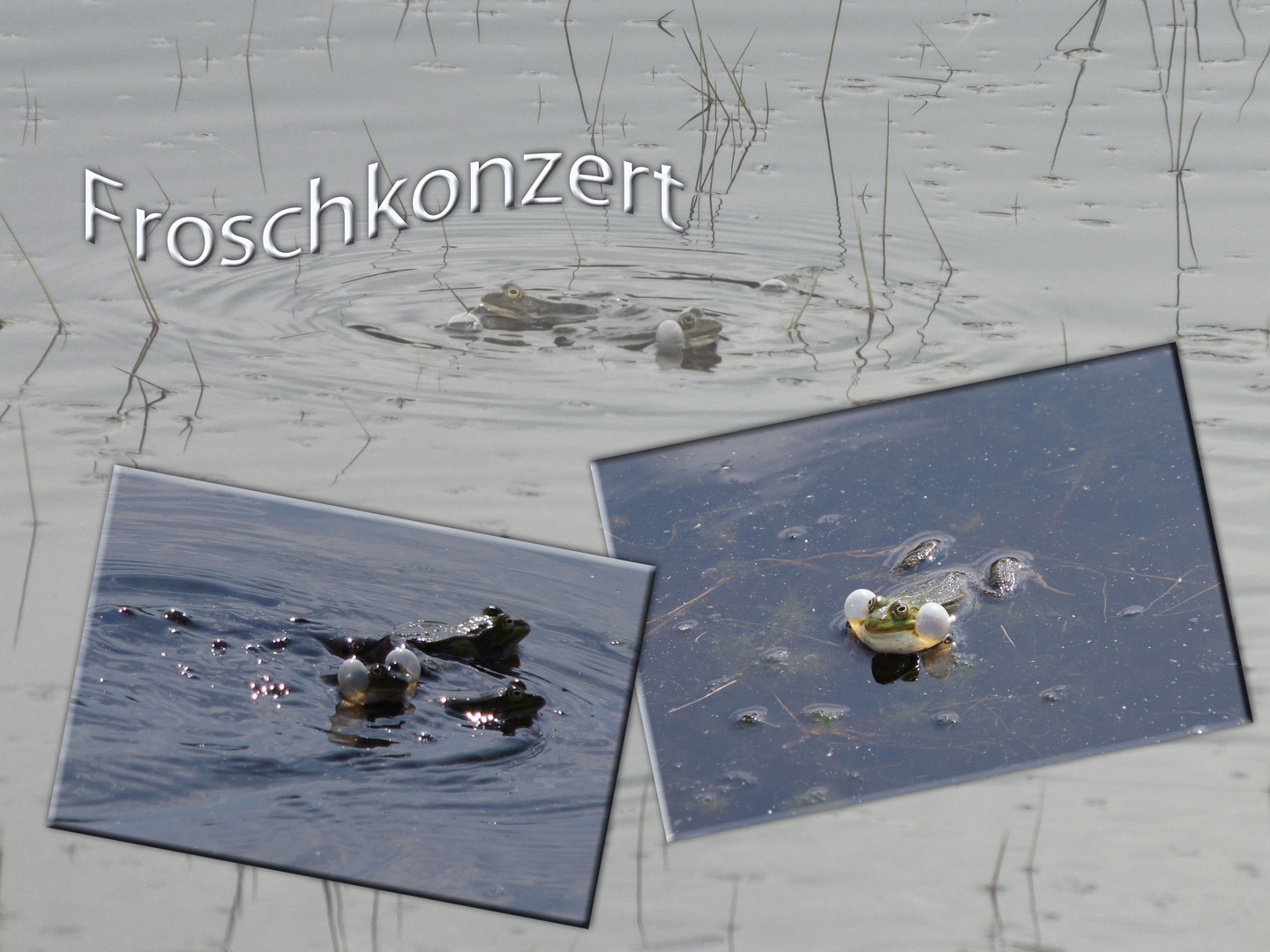 Froschkonzert ...