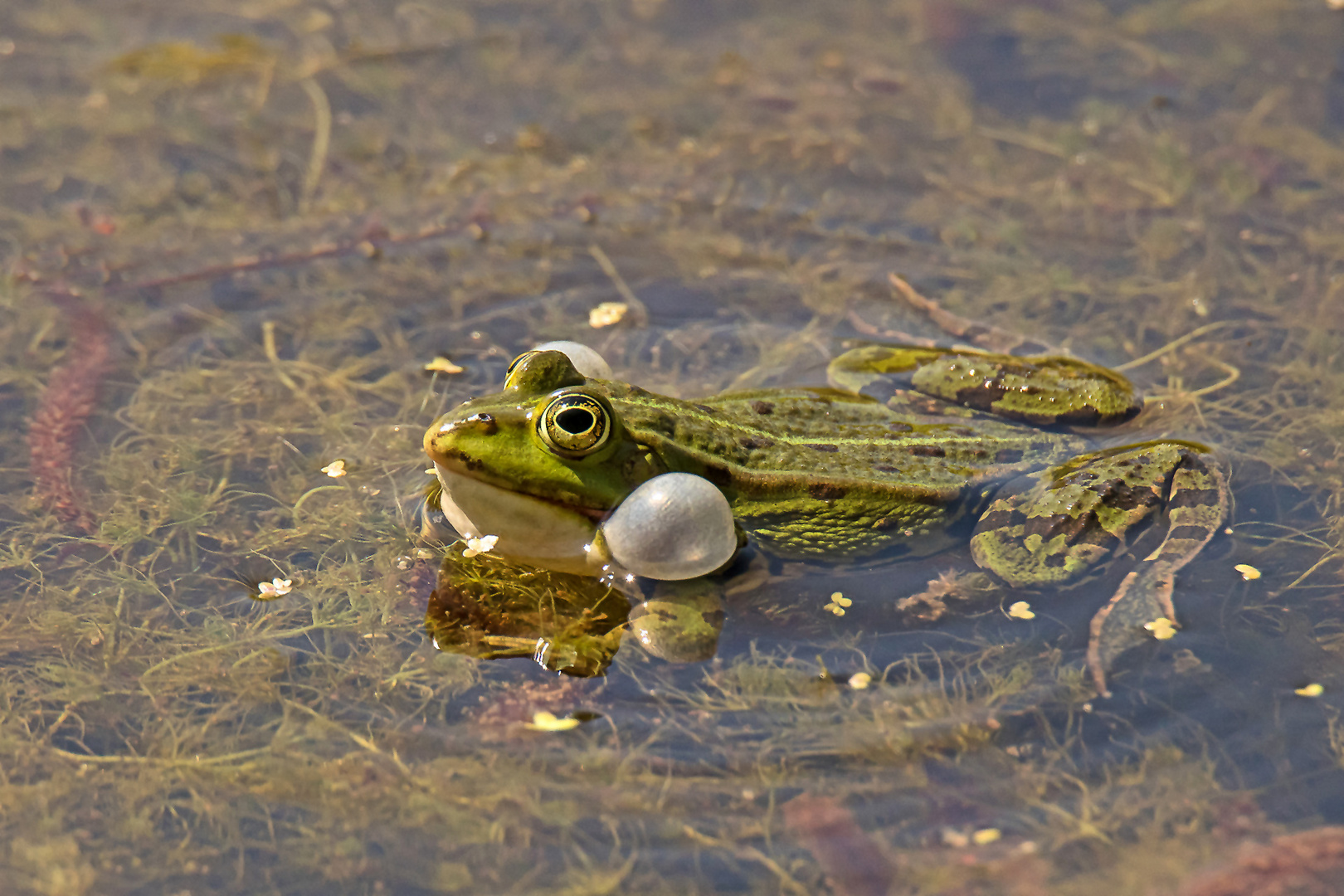 Froschkonzert