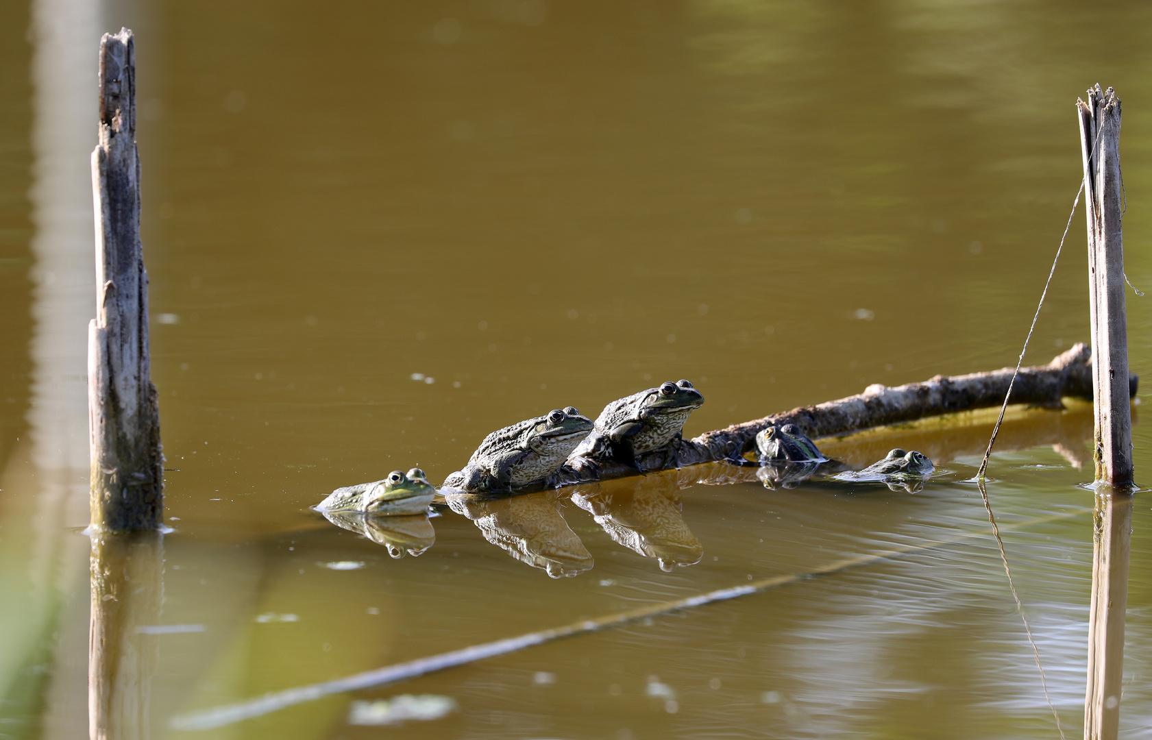 Froschkonzert