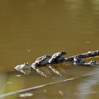 Froschkonzert