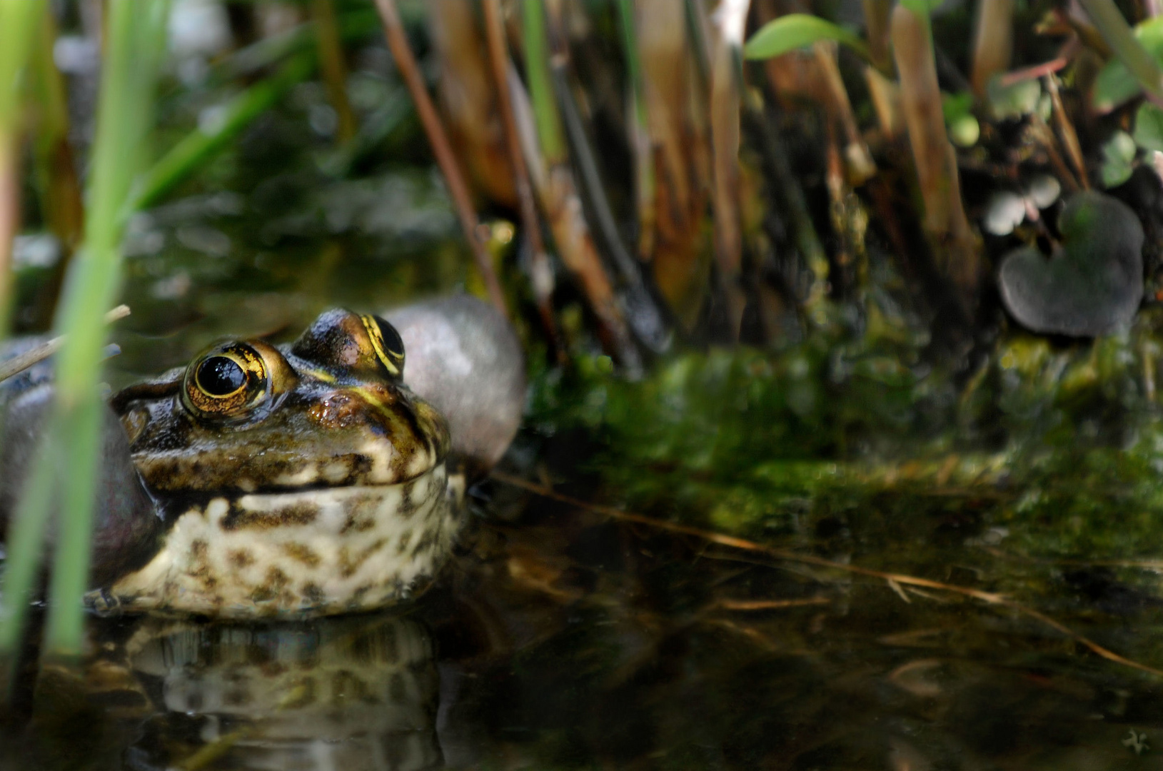 Froschkonzert