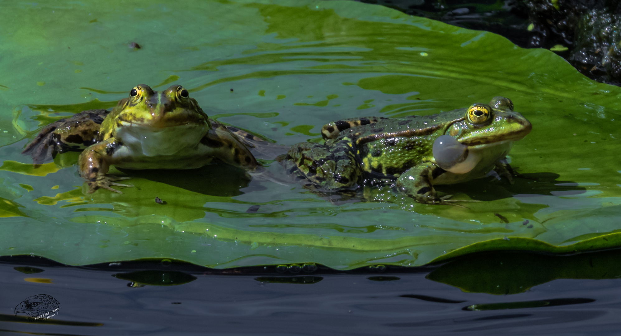 Froschkonzert